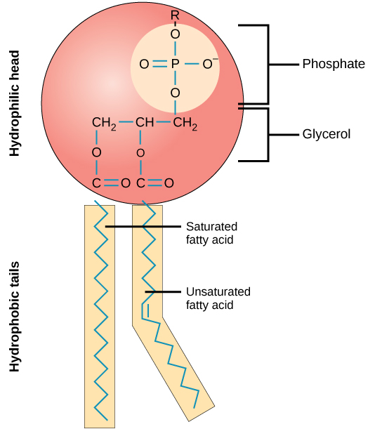 The hydrophilic head and hydrophobic tails of phospholipids