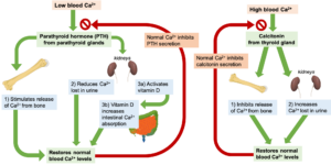 Calcium regulation by parathyroid hormone and vitamin D