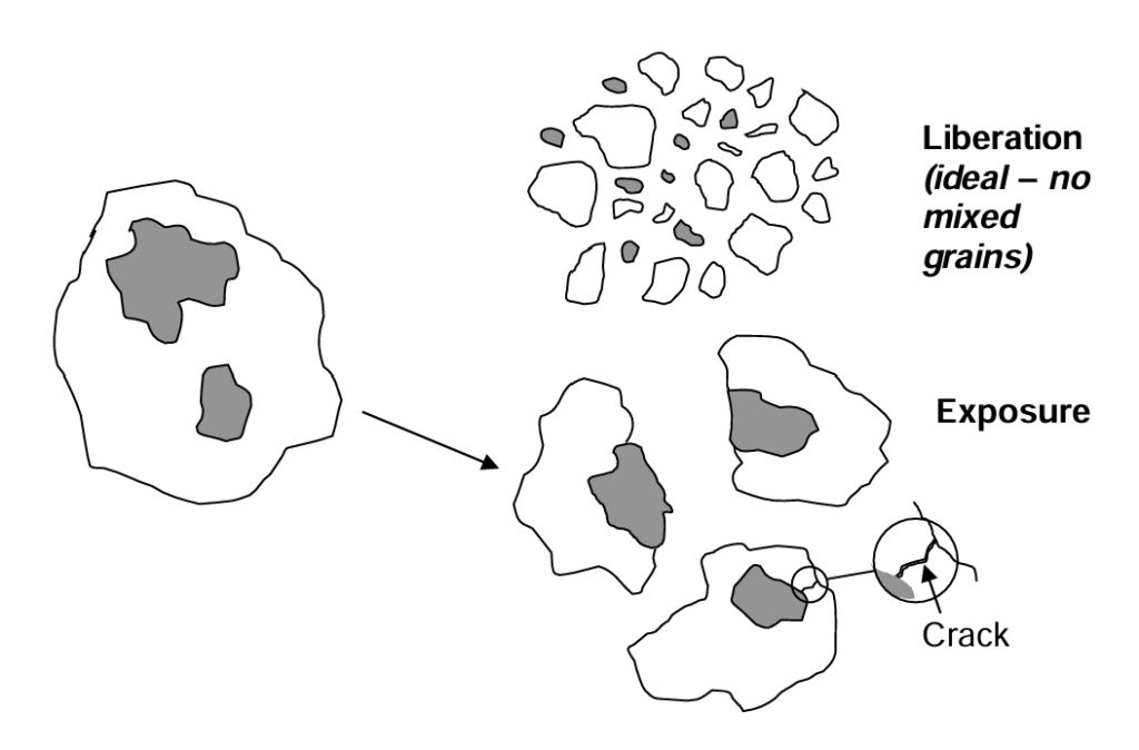 Diagram showing mineral liberation and exposure during ore fragmentation. Left: large ore particles with embedded mineral grains. Upper right: ideal liberation where mineral grains are fully separated from host rock. Lower right: exposure where mineral grains remain embedded but are revealed at the surface due to cracking.