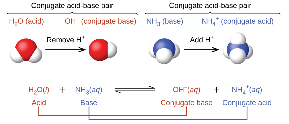 This figure has two rows. In both rows, a chemical reaction is shown. In the first, structural formulas are provided. In this model, in red, an H atom is connected to an F atom with a single bond. The F atom has pairs of electron dots at the top, right, and bottom. This is followed by a plus sign, which is followed in blue by an O atom which has H atoms singly bonded above and to the right. The O atom has pairs of electron dots on its left and lower sides. A double arrow follows. To the right, in brackets is a structure with a central O atom in blue, with blue H atoms singly bonded above and to the right. A pair of blue electron dots is on the lower side of the O atom. To the left of the blue O atom, a red H atom is singly bonded. This is followed by a plus sign and an F atom in red with pairs of electron dots above, right, below, and to the left. This atom also has a superscript negative sign. The reaction is written in symbolic form below. H F is labeled in red below as “Acid.” This is followed by plus H subscript 2 O, which is labeled in blue below as “Base.” A double sided arrow follows. To the right is H subscript 3 O superscript plus, which is labeled in blue below as “Acid.” This is followed by plus and F superscript negative. The label below in red reads, “Base.”