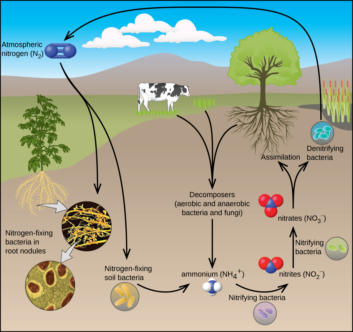 3-8-occurrence-preparation-and-properties-of-nitrogen-inorganic