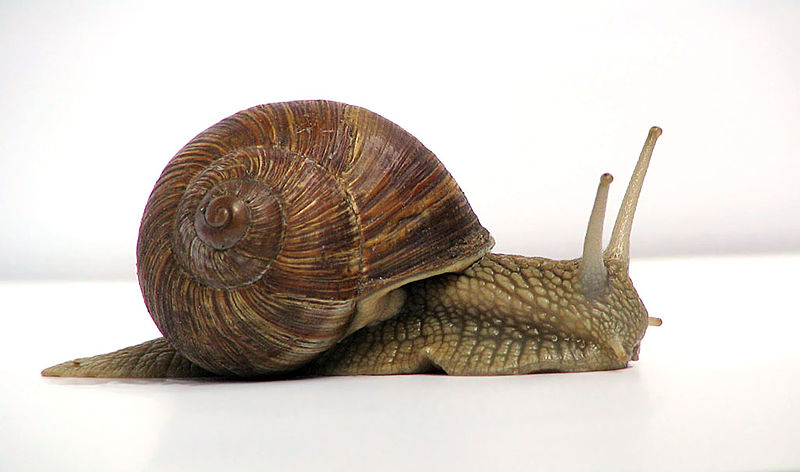 A common garden snail moves at a rate of about 0.2 m/min, which is about 0.003 m/s, which is 3 mm/s! Source: “Grapevine snail”by Jürgen Schoneris licensed under the Creative Commons Attribution-Share Alike 3.0 Unported license.