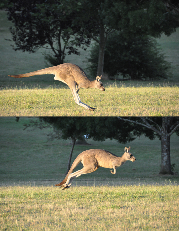 A hopping kangaroo is shown landing on the ground in one photograph and in the air just after taking another jump in the second photograph.