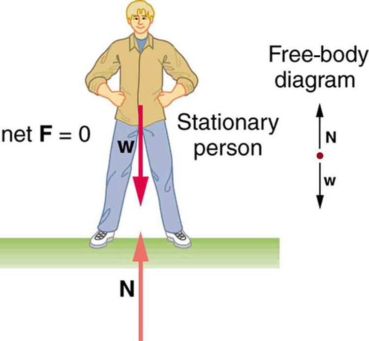 In the figure, a stationary man is standing on the ground. His feet are at a distance apart. His hands are at his waist. The left side is labeled as net F is equal to zero. At the right side a free body diagram is shown with one point and two arrows, one vertically upward labeled as N and another vertically downward labeled as W, from the point.