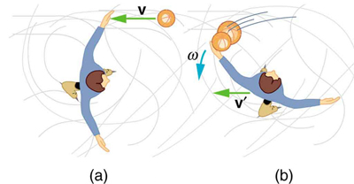 Figure a shows a skater through an overhead view with both his hands outstretched. A ball is seen approaching toward him in air with velocity v. Figure b shows that skater catching two balls in his left hand, and then, recoiling toward the left, in clockwise direction, with angular velocity omega and finally, the balls have velocity v prime.