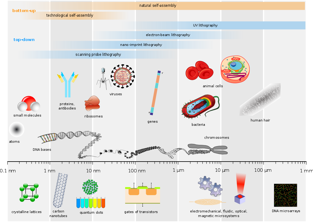 size of cell comparison