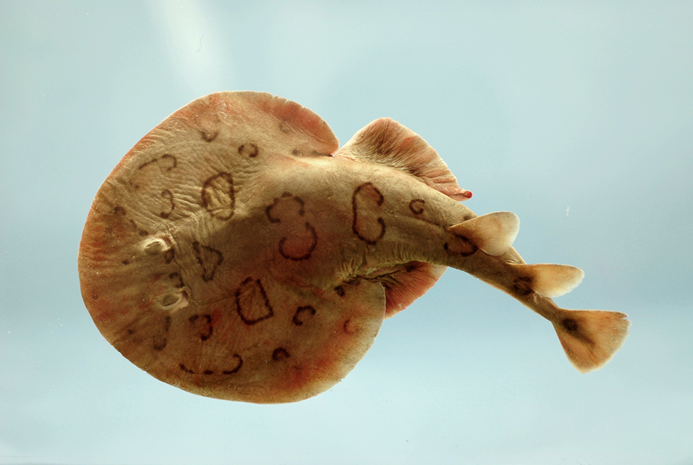 The figure shows a photo of a Narcine bancroftii, an electric ray that maintains a strong charge on its head and a charge equal in magnitude but opposite in sign on its tail.