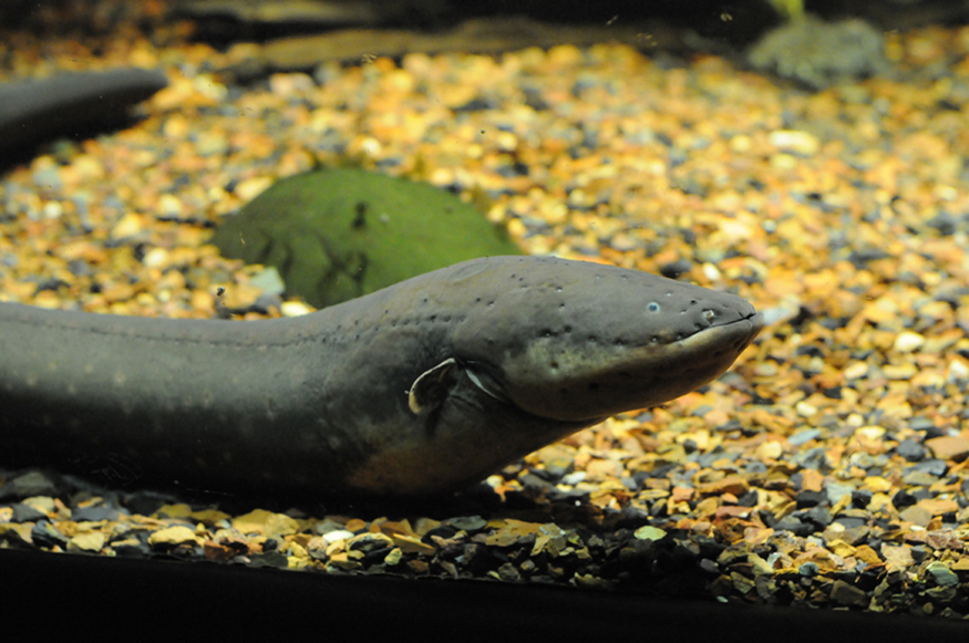 Photograph of an electric eel.