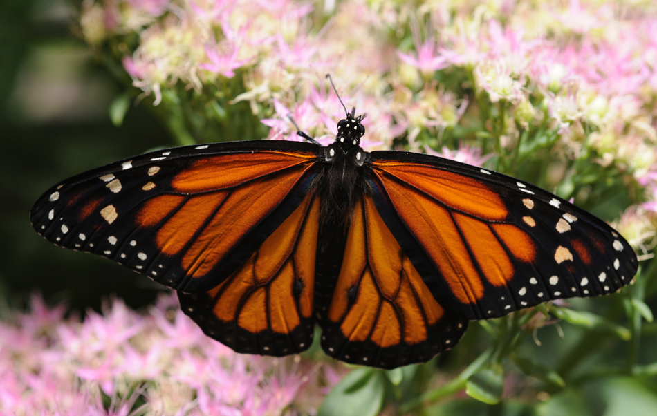 Photograph of a butterfly with its wings spread out symmetrically is shown to rest on a bunch of flowers.