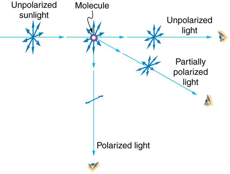 The schematic shows a ray labeled unpolarized sunlight coming horizontally from the left along what we shall call the x axis. On this ray is a symmetric star burst pattern of double headed arrows, with all the arrows in the plane perpendicular to the ray, This ray strikes a dot labeled molecule. From the molecule three rays emerge. One ray goes straight down, in the negative y direction. It is labeled polarized light and has a single double headed arrow on it that is perpendicular to the plane of the page, that is, the double headed arrow is parallel to the z axis. A second ray continues from the molecule in the same direction as the incoming ray and is labeled unpolarized light. This ray also has a symmetric star burst pattern of double headed arrows on it. A final ray comes out of the plane of the paper in the x z plane, at about 45 degrees from the x axis. This ray is labeled partially polarized light and has a nonsymmetric star burst pattern of double headed arrows on it.