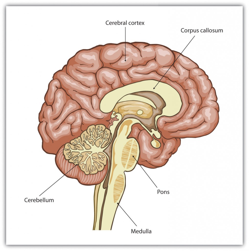 42 Our Brains Control Our Thoughts Feelings And Behaviour 6298