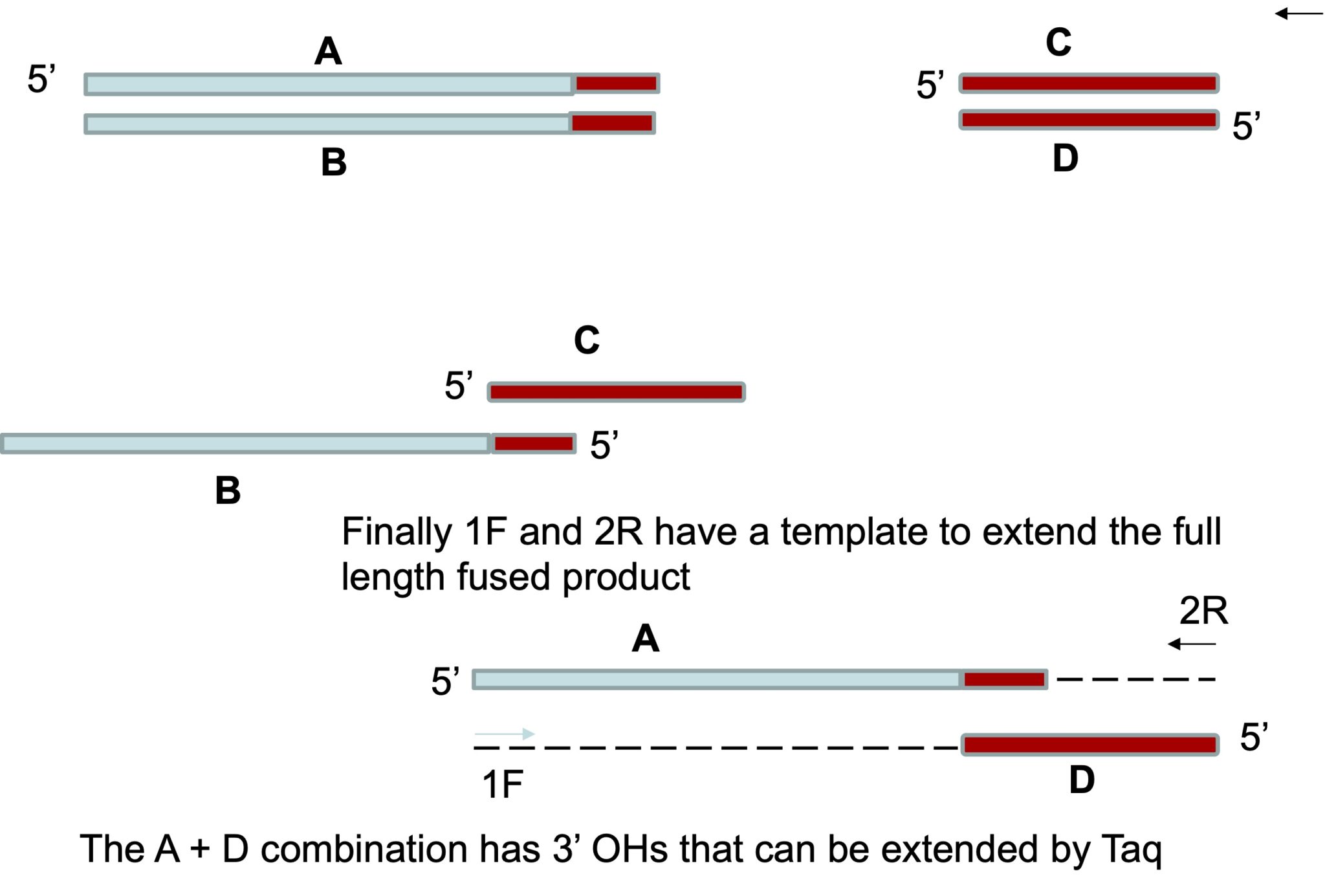 Chapter 16: Further Applications Of PCR – Genetic Engineering: A Primer ...