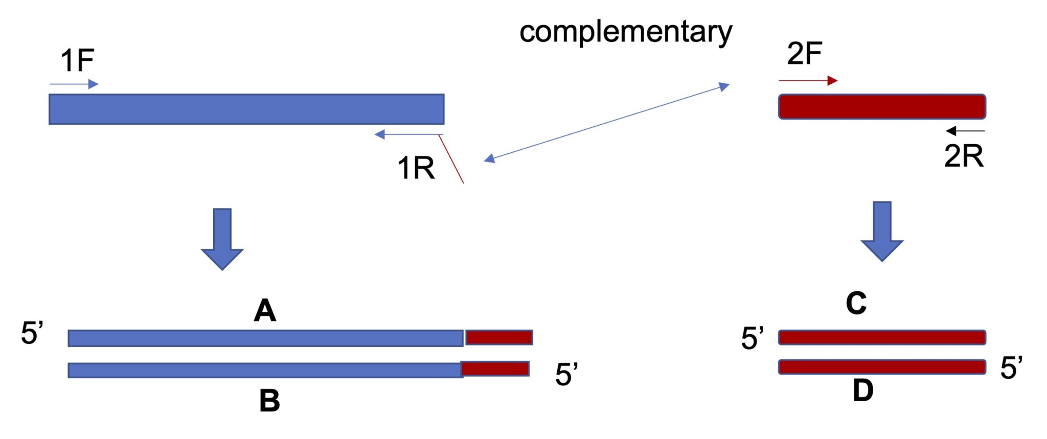 Chapter 16: Further Applications Of PCR – Genetic Engineering: A Primer ...