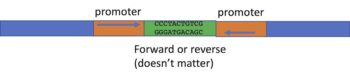 Chapter 9: Investigating Gene Function Part 3 – Knock-down and Knock ...