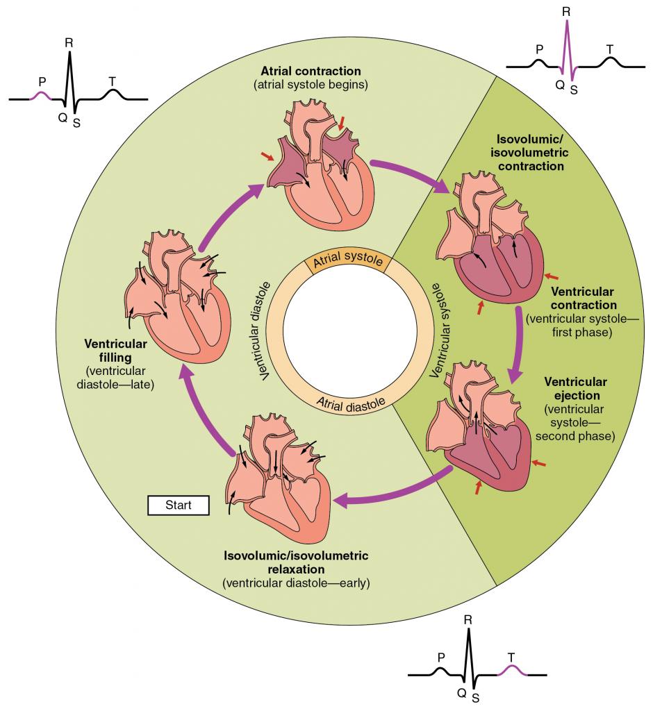 This pie chart shows the different phases of the cardiac cycle and details the atrial and ventricular stages.