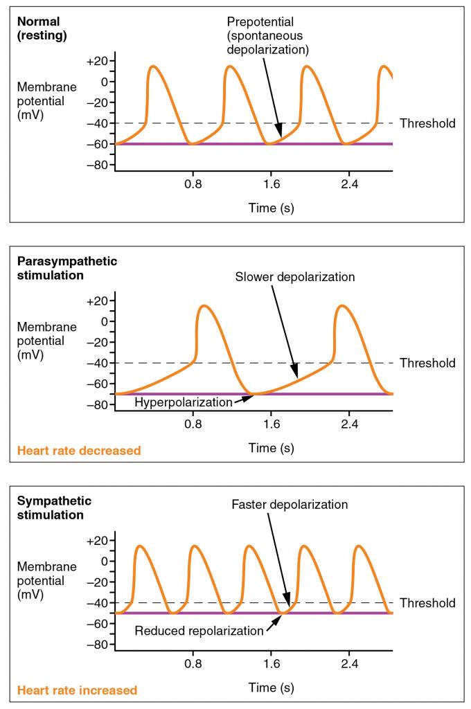 This figure shows three graphs. The top panel shows the normal or resting potential with time. The middle panel shows membrane potential with time in a parasympathetic stimulation where the heart rate is decreased. The bottom panel shows membrane potential with time in a sympathetic stimulation with increased heart rate.