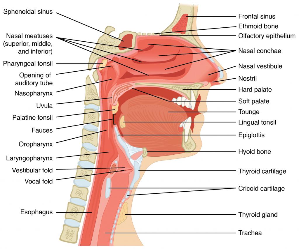 This figure shows a cross section view of the nose and throat. The major parts are labeled.