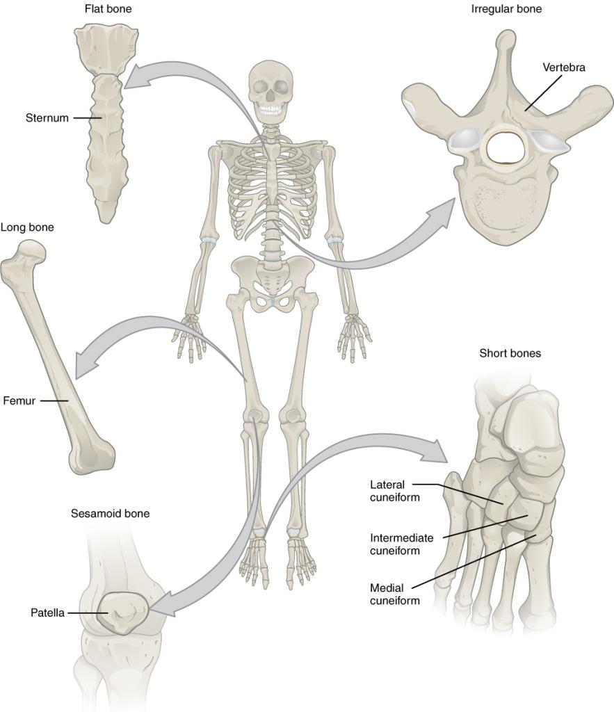 This illustration shows an anterior view of a human skeleton with call outs of five bones. The first call out is the sternum, or breast bone, which lies along the midline of the thorax. The sternum is the bone to which the ribs connect at the front of the body. It is classified as a flat bone and appears somewhat like a tie, with an enlarged upper section and a thin, tapering, lower section. The next callout is the right femur, which is the thigh bone. The inferior end of the femur is broad where it connects to the knee while the superior edge is ball-shaped where it attaches to the hip socket. The femur is an example of a long bone. The next callout is of the patella or kneecap. It is a small, wedge-shaped bone that sits on the anterior side of the knee. The kneecap is an example of a sesamoid bone. The next callout is a dorsal view of the right foot. The lateral, intermediate and medial cuneiform bones are small, square-shaped bones of the top of the foot. These bones lie between the proximal edge of the toe bones and the inferior edge of the shin bones. The lateral cuneiform is proximal to the fourth toe while the medial cuneiform is proximal to the great toe. The intermediate cuneiform lies between the lateral and medial cuneiform. These bones are examples of short bones. The fifth callout shows a superior view of one of the lumbar vertebrae. The vertebra has a kidney-shaped body connected to a triangle of bone that projects above the body of the vertebra. Two spines project off of the triangle at approximately 45 degree angles. The vertebrae are examples of irregular bones.
