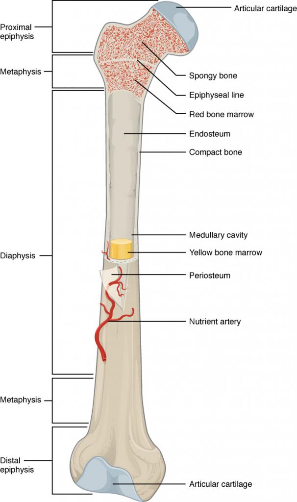 This illustration depicts an anterior view of the right femur, or thigh bone. The inferior end that connects to the knee is at the bottom of the diagram and the superior end that connects to the hip is at the top of the diagram. The bottom end of the bone contains a smaller lateral bulge and a larger medial bulge. A blue articular cartilage covers the inner half of each bulge as well as the small trench that runs between the bulges. This area of the inferior end of the bone is labeled the distal epiphysis. Above the distal epiphysis is the metaphysis, where the bone tapers from the wide epiphysis into the relatively thin shaft. The entire length of the shaft is the diaphysis. The superior half of the femur is cut away to show its internal contents. The bone is covered with an outer translucent sheet called the periosteum. At the midpoint of the diaphysis, a nutrient artery travels through the periosteum and into the inner layers of the bone. The periosteum surrounds a white cylinder of solid bone labeled compact bone. The cavity at the center of the compact bone is called the medullary cavity. The inner layer of the compact bone that lines the medullary cavity is called the endosteum. Within the diaphysis, the medullary cavity contains a cylinder of yellow bone marrow that is penetrated by the nutrient artery. The superior end of the femur is also connected to the diaphysis by a metaphysis. In this upper metaphysis, the bone gradually widens between the diaphysis and the proximal epiphysis. The proximal epiphysis of the femur is roughly hexagonal in shape. However, the upper right side of the hexagon has a large, protruding knob. The femur connects and rotates within the hip socket at this knob. The knob is covered with a blue colored articular cartilage. The internal anatomy of the upper metaphysis and proximal epiphysis are revealed. The medullary cavity in these regions is filled with the mesh like spongy bone. Red bone marrow occupies the many cavities within the spongy bone. There is a clear, white line separating the spongy bone of the upper metaphysis with that of the proximal epiphysis. This line is labeled the epiphyseal line.