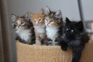 A photograph depicts four kittens: one has an orange and white tabby coat, another is entirely black, the third and fourth have a black, white and orange tabby coat but with different patterning.