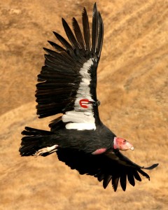 This photo shows a California condor in flight with a tag on its wing.