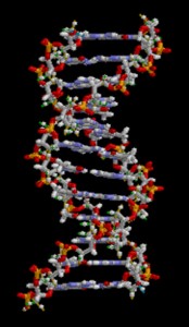 Molecular model depicts a DNA molecule, showing its double helix structure.
