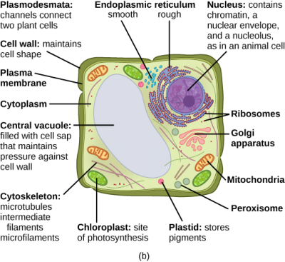  Eukaryotic Cells – Concepts of Biology – H5P
