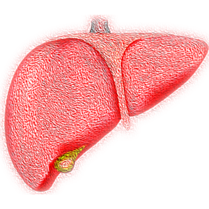 Image of a human liver
