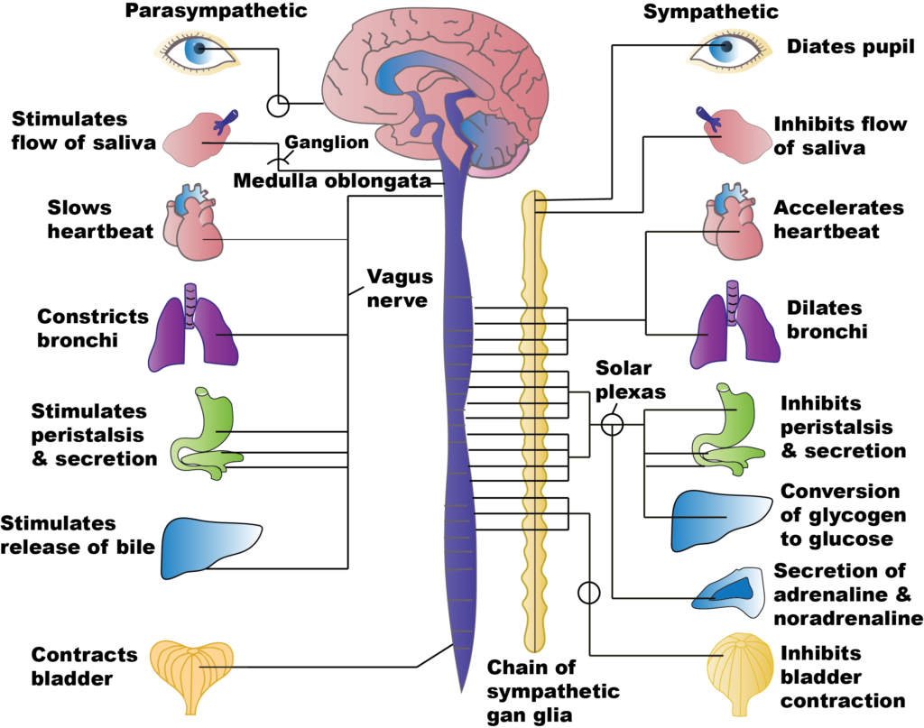 4 2 Autonomic Nervous System Regulation Concepts Nursing Pharmacology