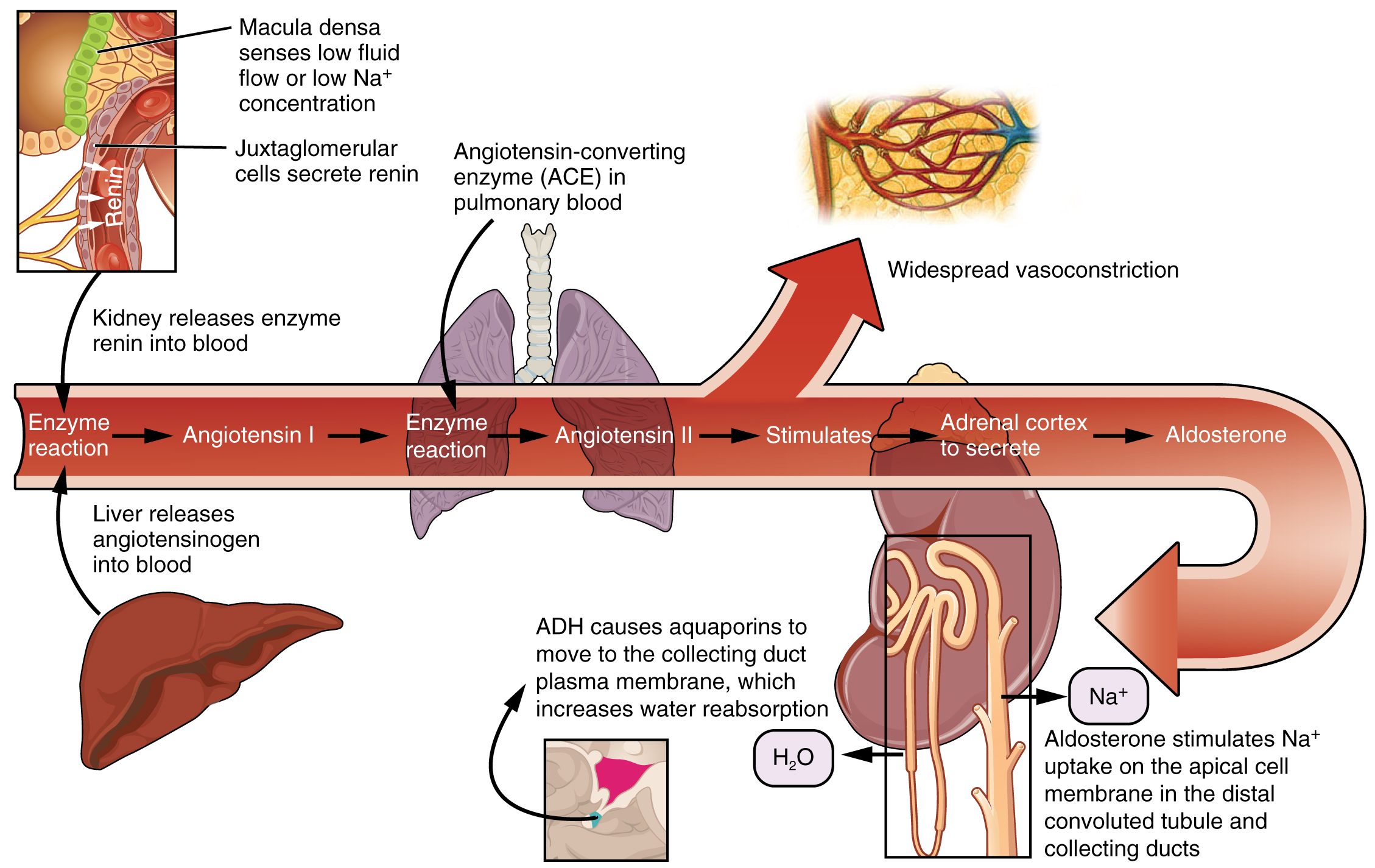 6-2-perfusion-and-renal-elimination-concepts-nursing-pharmacology