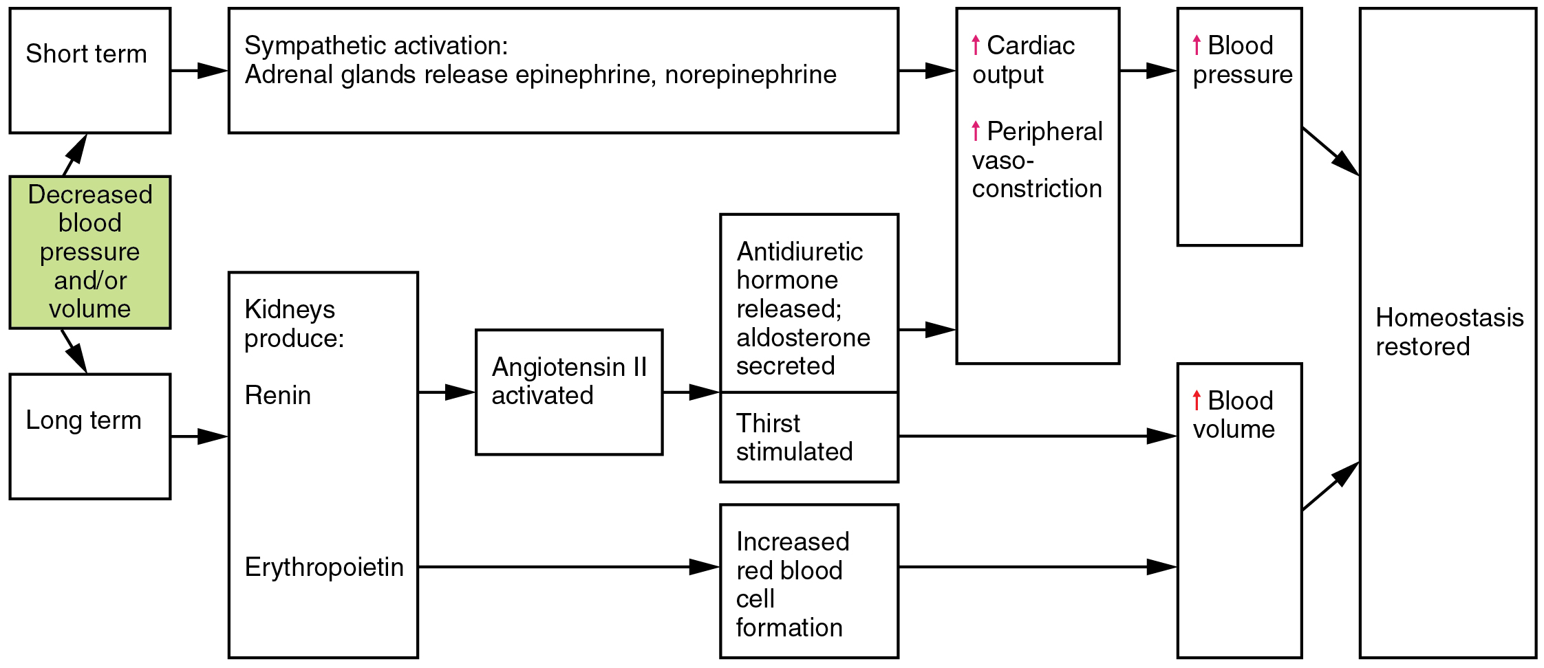 4BBY1060 - L19: Kidney Function III: Control of Blood Volume Flashcards