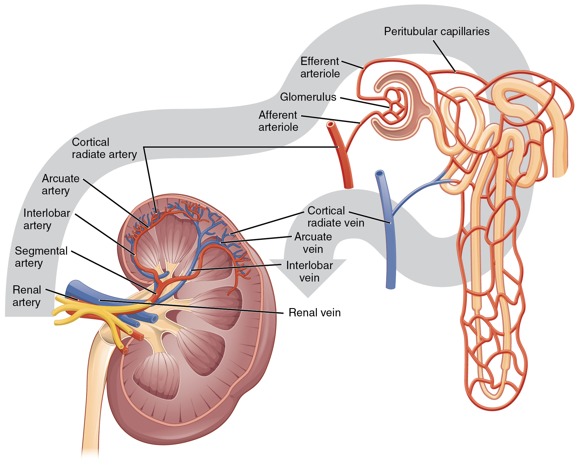 6-2-perfusion-and-renal-elimination-concepts-nursing-pharmacology