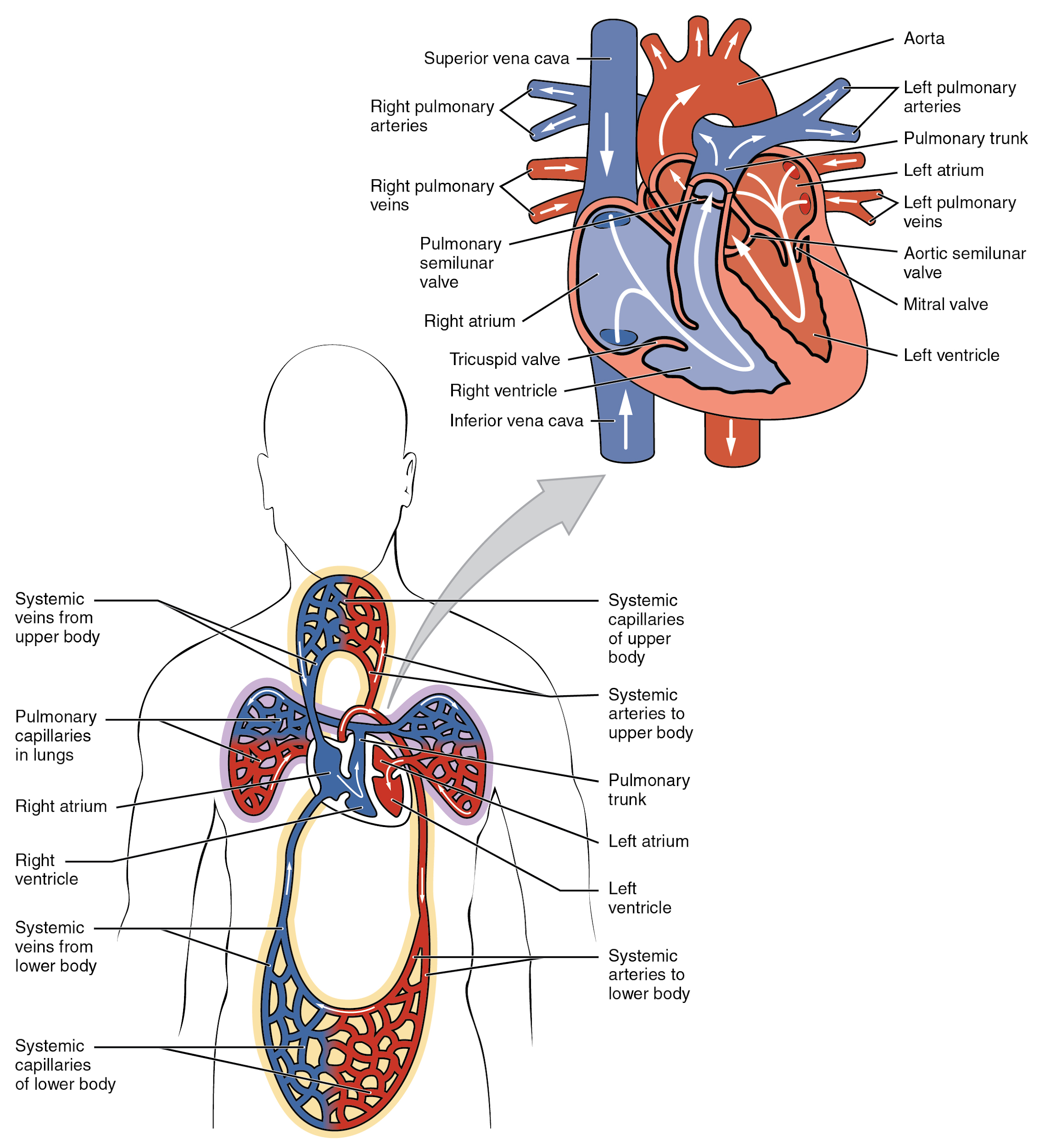 art-labeling-activity-generalized-view-of-the-pulmonary-and-systemic