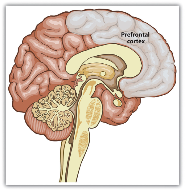 Prefrontal Cortex