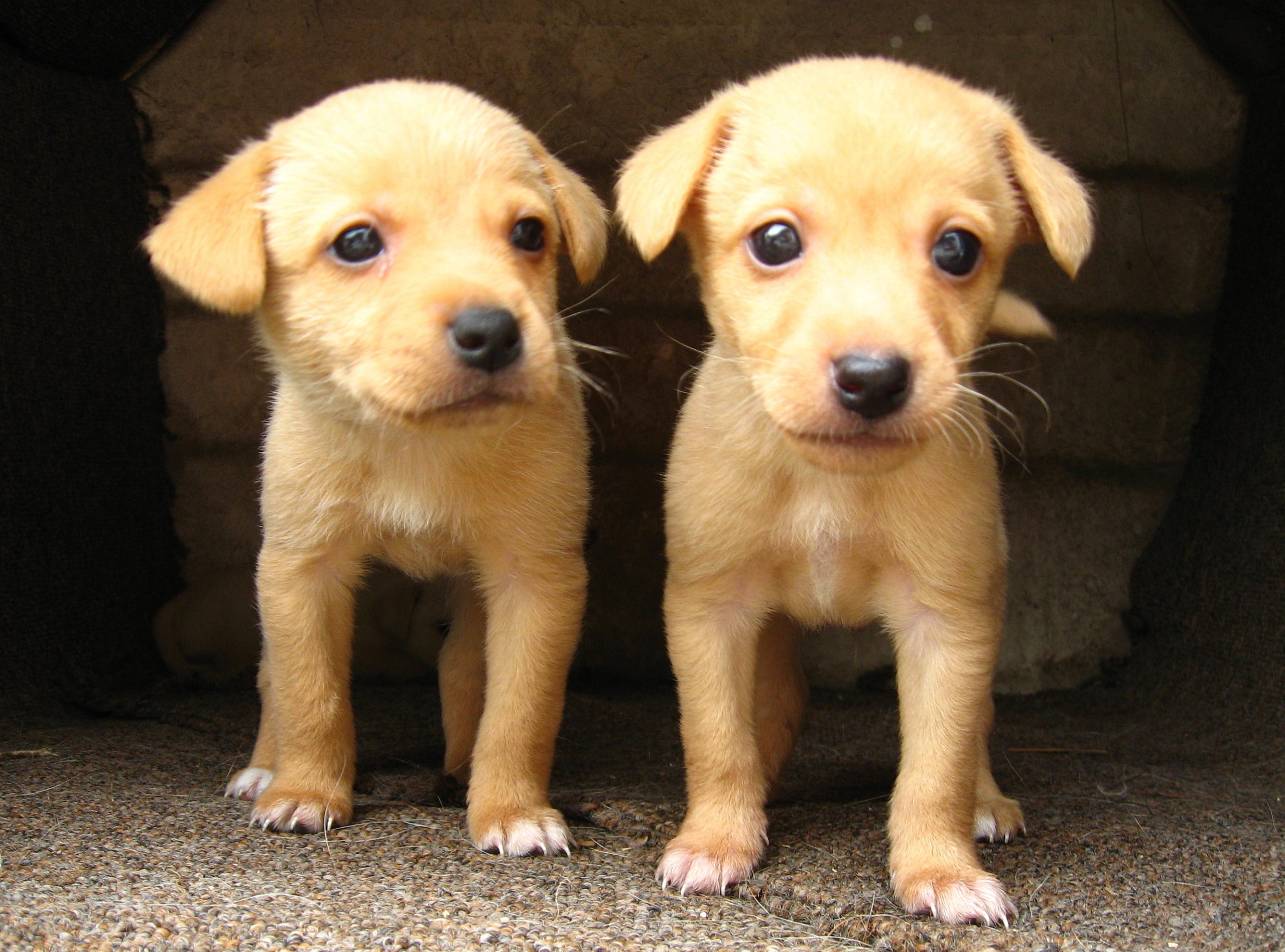 This picture shows two yellow puppies of similar age and size.