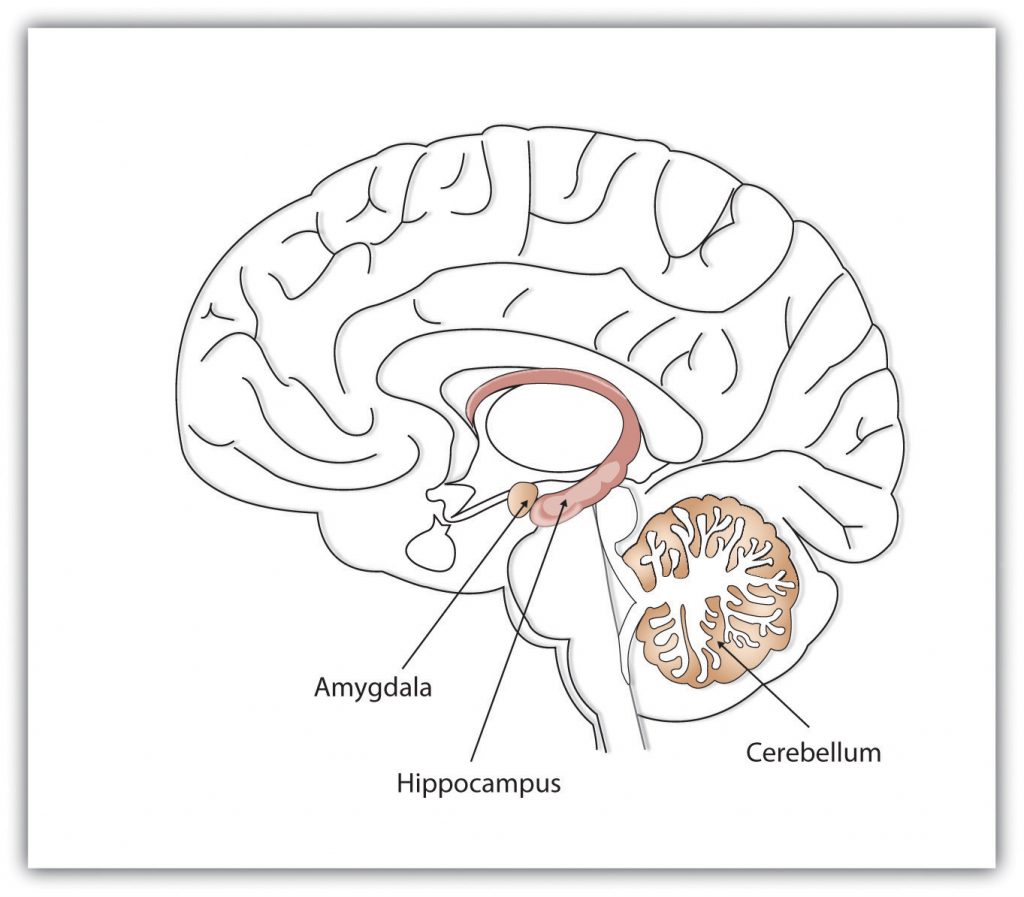 This diagram illustrates the location of the amygdala, hippocampus, and cerebellum in the human brain.