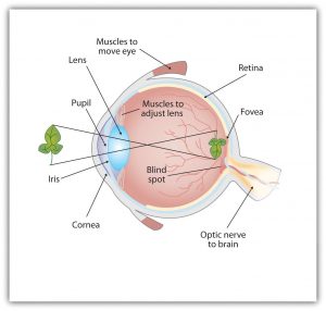 This diagram shows parts of the human eye, including the location of the pupil, lens, muscles to move lens, muscles to move eye, retina, fovea, optic nerve to brain, blind spot, cornea, and iris.