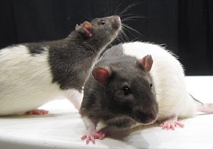 This picture shows two rats.