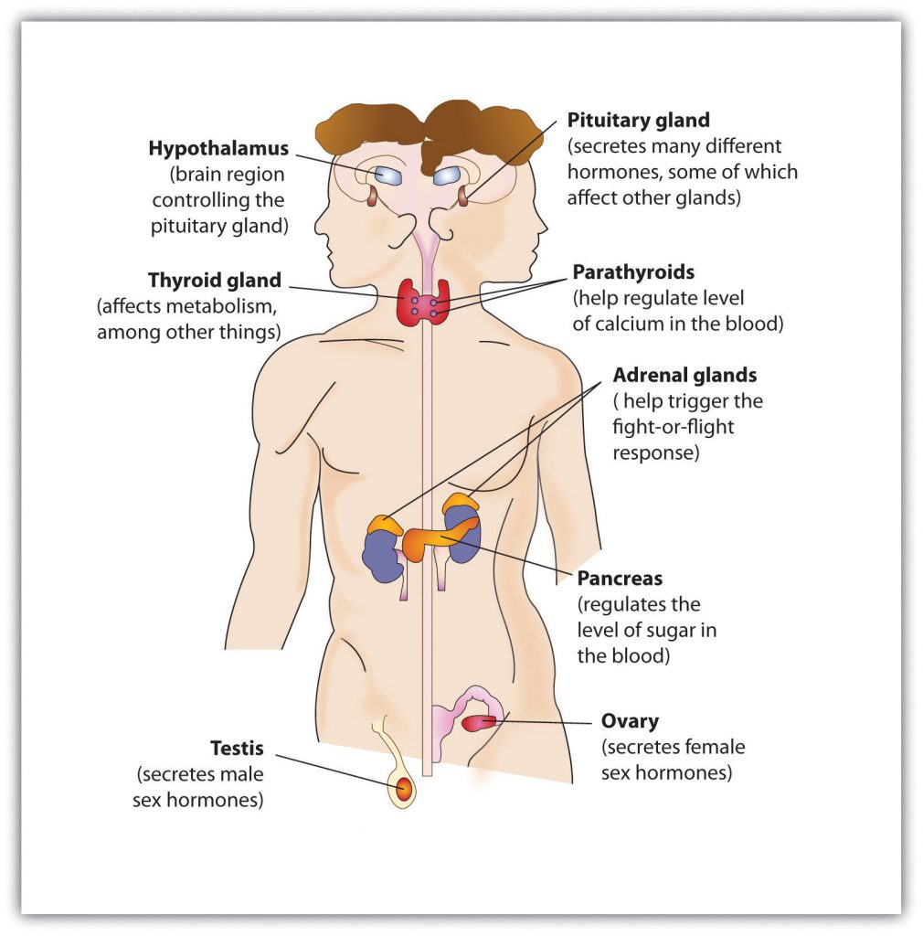 This diagram shows the location of glands in the human body, including the thyriod gland, hypothalamus, pituitary gland, parathyroids, adrenal glands, pancreas, ovary (female), and testis (male).