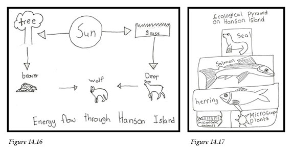 Students' examples of food energy flow and an ecological pyramid.