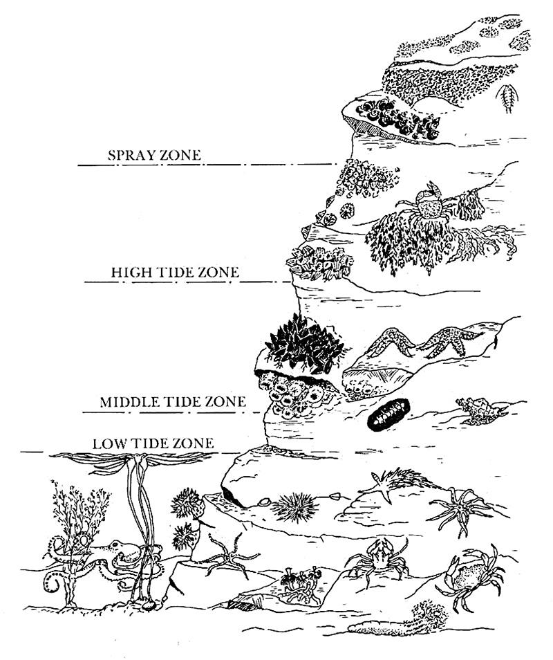 Diagram depicting low tide zone, middle tide zone, high tide zone, and spray zone.