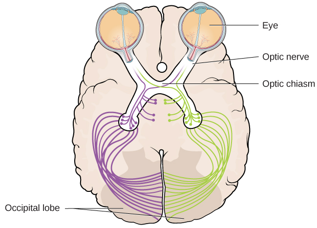 An illustration shows the location of the occipital lobe, optic chiasm, optic nerve, and the eyes in relation to their position in the brain and head.