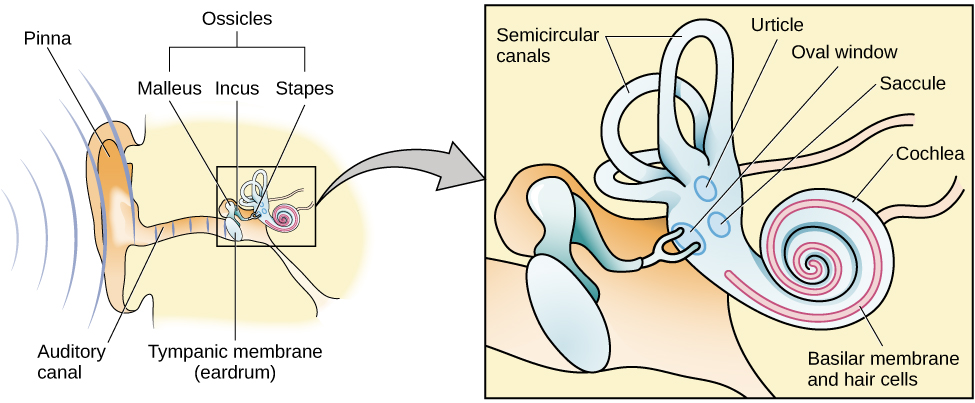 An illustration shows sound waves entering the “auditory canal” and traveling to the inner ear. The locations of the “pinna,” “tympanic membrane (eardrum)” are labeled, as well as parts of the inner ear: the “ossicles” and its subparts, the “malleus,” “incus,” and “stapes.” A callout leads to a close-up illustration of the inner ear that shows the locations of the “semicircular canals,” “urticle,” “oval window,” “saccule,” “cochlea,” and the “basilar membrane and hair cells.”