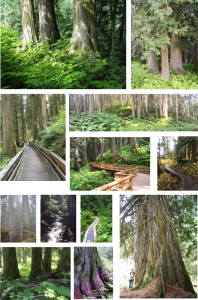 Ancient forest collage