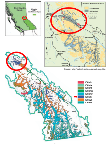 Fig2. ICH vk map