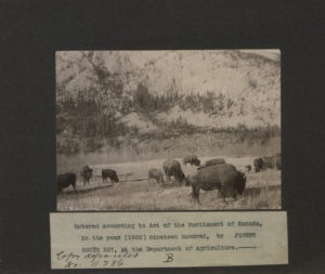 By 1900 bison herds were virtually extinct and their rangeland was being converted to wheat fields. (Photo by Joseph R. Roy, 1899. "Picturing Canada Project" of the British Library) https://commons.wikimedia.org/wiki/Category:Images_from_the_Canadian_Copyright_Collection_at_the_British_Library#/media/File:Herd_of_buffaloes_in_the_National_Park,_Banff_North_West_Territories,_Canada_Photo_B_(HS85-10-11286).jpg