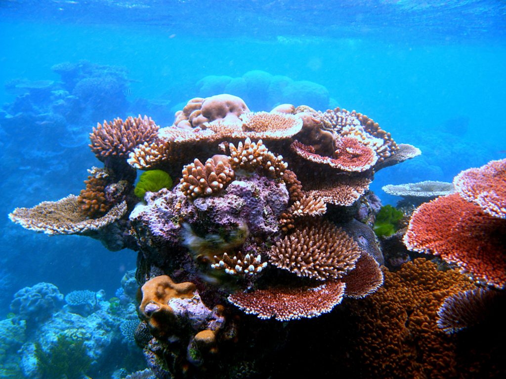 A coral reef in bright and vibrant colours