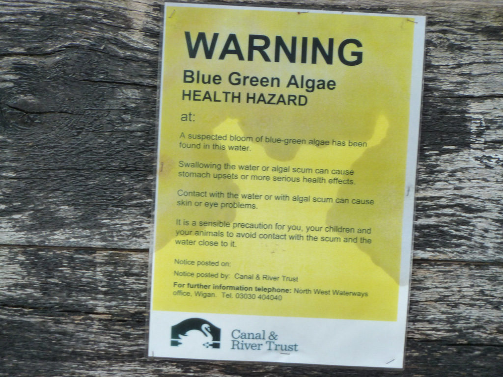 A warning sign indicating that wate rin the area is unsafe to consume due to the presence of blue-green algae.