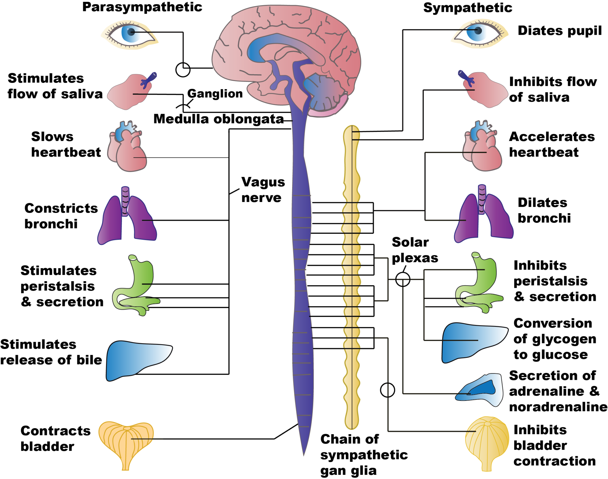 parasympathetic-austin-life-chiropractic