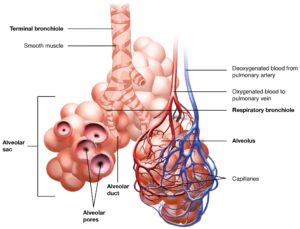 5.2 Gas Exchange Concepts – Nursing Pharmacology